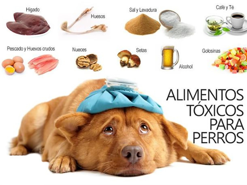 mascotas, perros, cuidados, pets, veterinario, best friends animal society